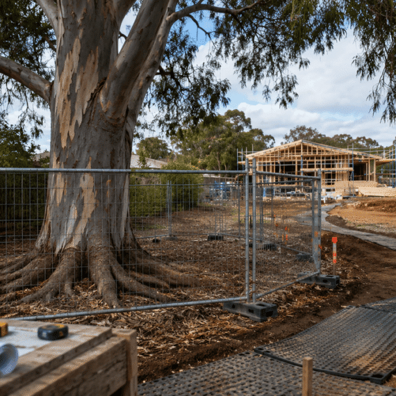 Mature tree protected by fencing beside an Australian residential construction site, showing safe building practices and tree protection measures.